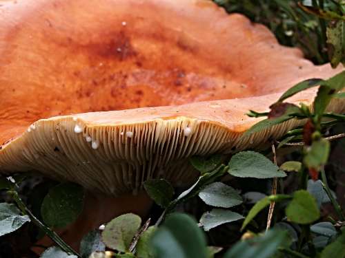Fungus Forest Bilberry Syrovinka Edible Mushrooms