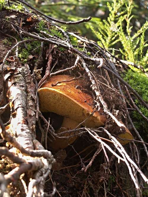 Fungus Mushrooms Autumn Nature Forest Root