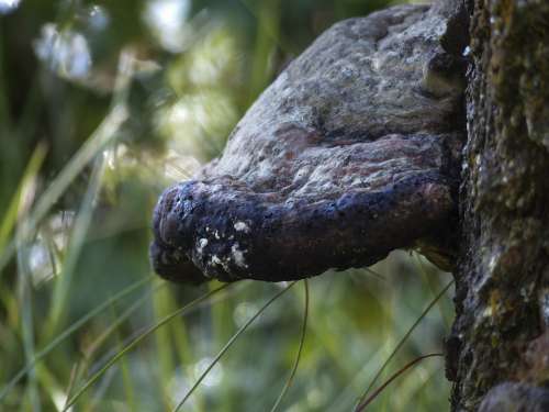 Fungus Tree Stump Close-Up Wild Mushroom Nature