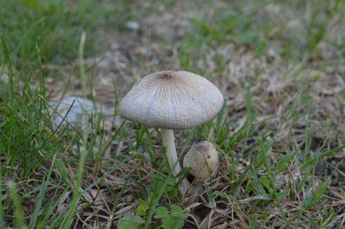 Fungus Prairie Nature Fall