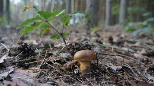 Fungus Pine Cones Forest Mushrooms Detail Boletus