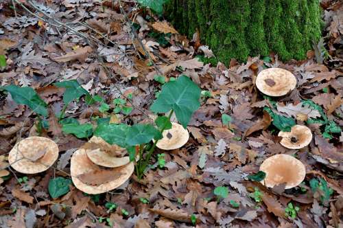 Fungus Forest Nature Autumn Woods Leaves