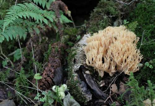 Fungus Mushroom Fern Autumn Season Nature Forest