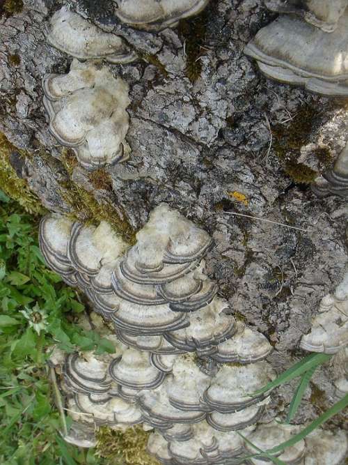 Fungus Stump Polypore Wood Old