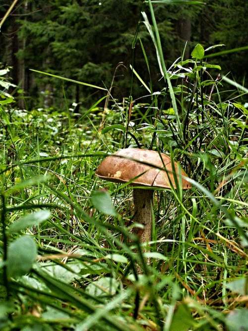 Fungus Brown Cap Boletus Grass Forest Macro