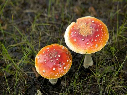 Fungus Basidiomycete Psychoactive Poisonous