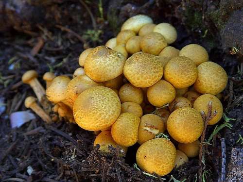 Fungus Mushrooms Fungi Plants Flora
