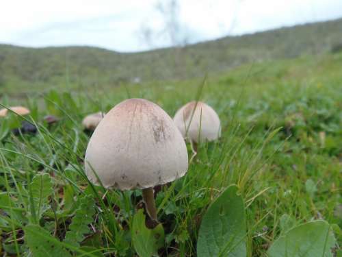 Fungus Mushrooms Forest Nature Macro Soil