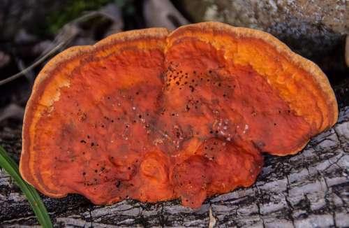 Fungus Orange Decay Wood Forest Queensland