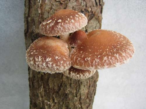 Fungus Shii-Take Mushroom Shiitake Healthy Food