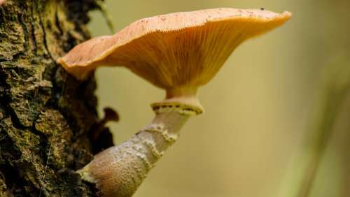 Fungus Tree Nature Plant Wood Forest Mushroom