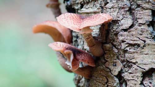 Fungus Tree Bark Fungi Nature Plant Wood Forest