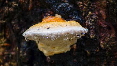 Fungus Tree Bark Rain Water Droplets Nature