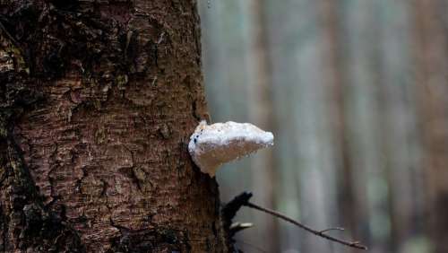 Fungus Tree Mushroom Bark Rain Water Droplets