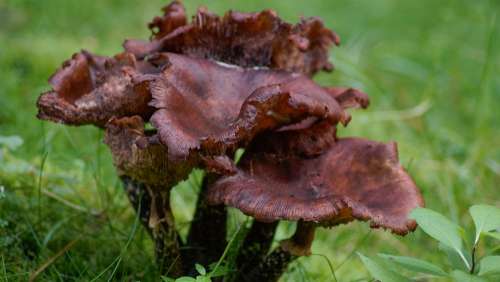 Fungus Nature Plant Wood Forest Mushroom Fungi