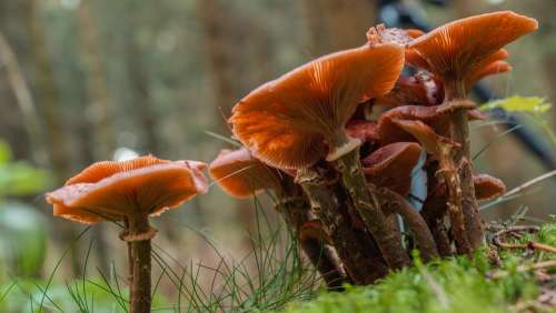 Fungus Nature Plant Forest Mushroom Fungi Brown