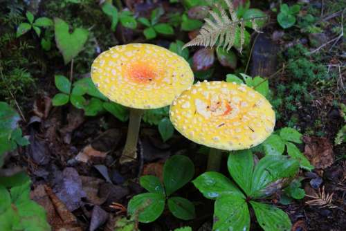 Fungus Wood Nature Mushrooms Fall