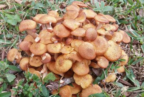Honey Fungus Fungus Fungi Toadstools Mushrooms Cap
