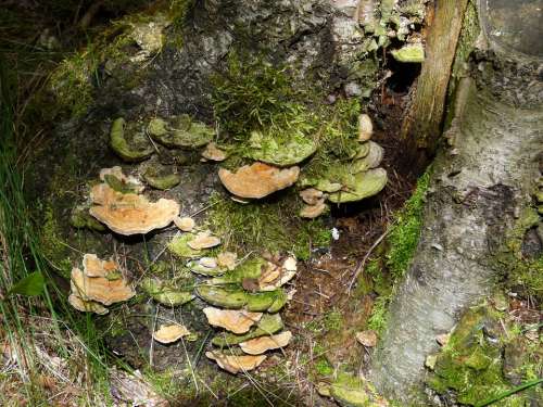 Fungus Mushroom Fungi Tree Xilobionten Nature