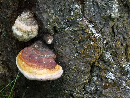 Fungus Mushroom Fungi Tree Xylobionten Nature