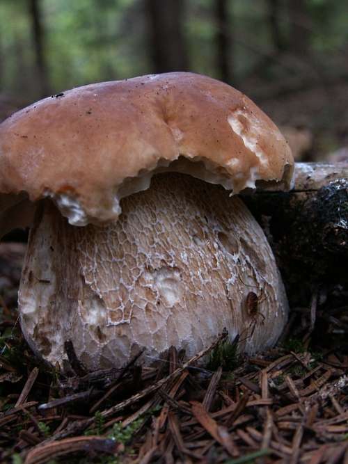 Fungus Autumn Nature Forest Needles Mushroom Right