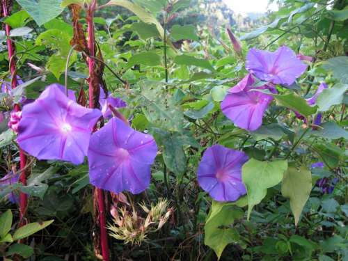 Funnel Thread Winds Morning Glory Flowers Purple