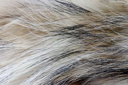 Fur Soft Texture Background Abstract Tactile