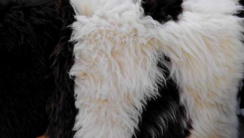 Fur Animal Furry Hair Animals Wool Soft White