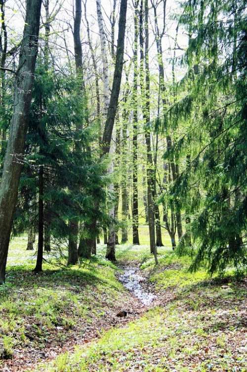 Furrow Narrow Trees Fir Tree Conifers Garden