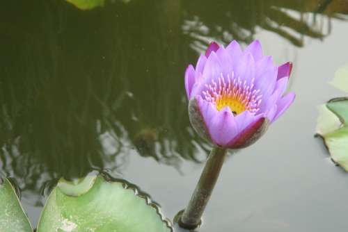 Fuzhou Lotus Pond