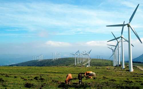 Galicia Windmills Cows Prado Landscape Pastures