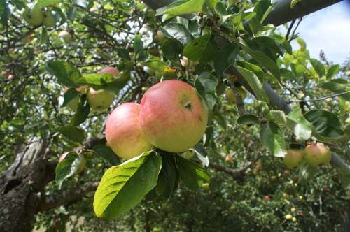 Galician Apples Apples Blonde Fruit Tree