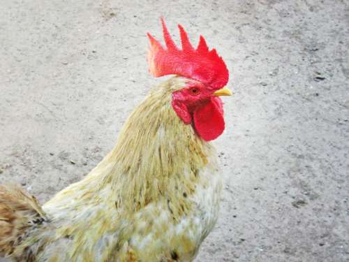 Gallo Red Crest Chicken