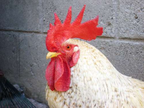 Gallo Crest Red Chicken