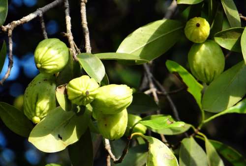 Garcinia Cambogia Malabar Tamarind Vadakkan Puli