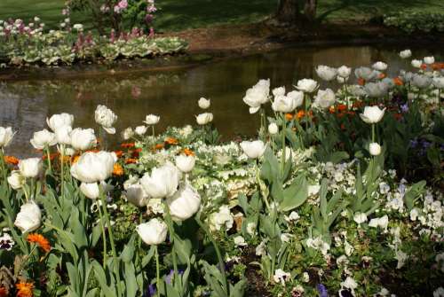 Garden Pond Flowers White Spring