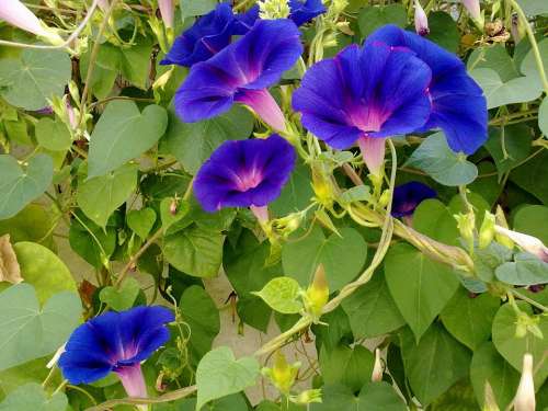Garden Flowers Blue Flower