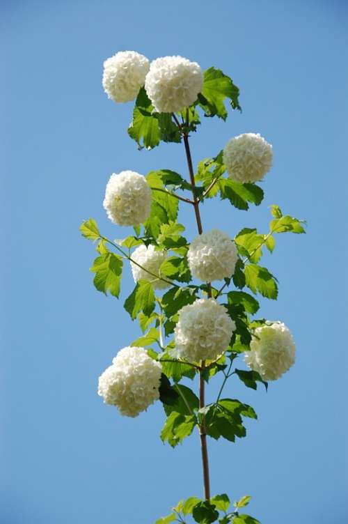 Garden Plant Verbena Snowball Summer Flower