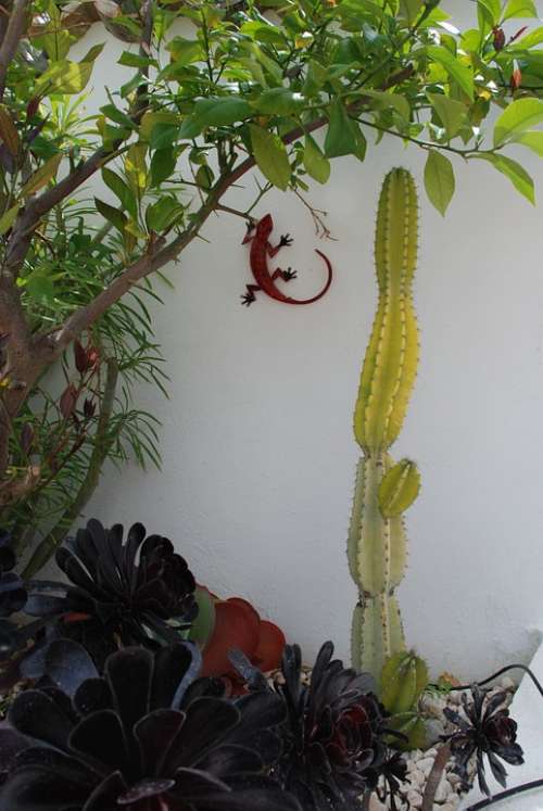 Garden Cactus Courtyard Lizard Spain Mediterranean
