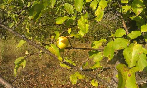 Garden Apple Tree Green Ripe Fruit