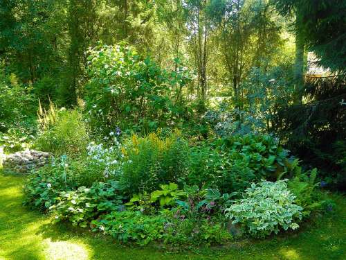 Garden Yard Plants Small Summer