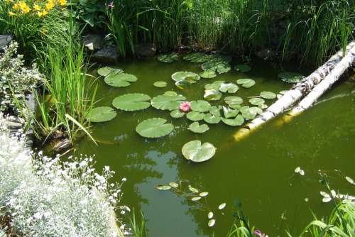 Garden Garden Pond Water Lily Pond Water Nuphar
