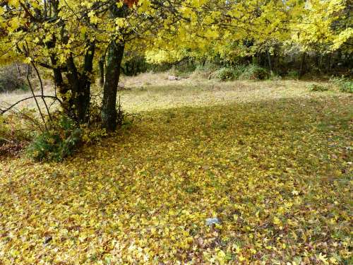 Garden Fall Leaves Yellow Nature Carpet Tree