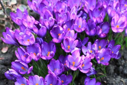 Garden Flowers Flower Rockery Blooms Bloom