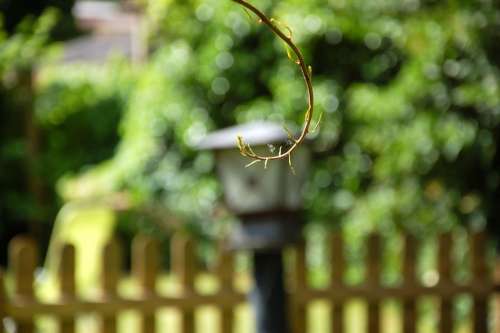 Garden Branch Summer Spider Webs Blur