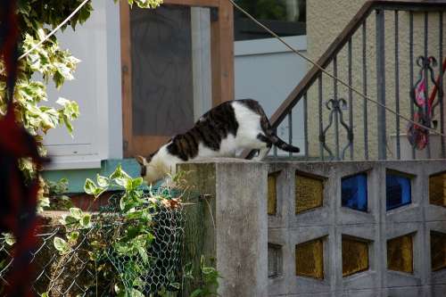 Garden Hof Cat Summer