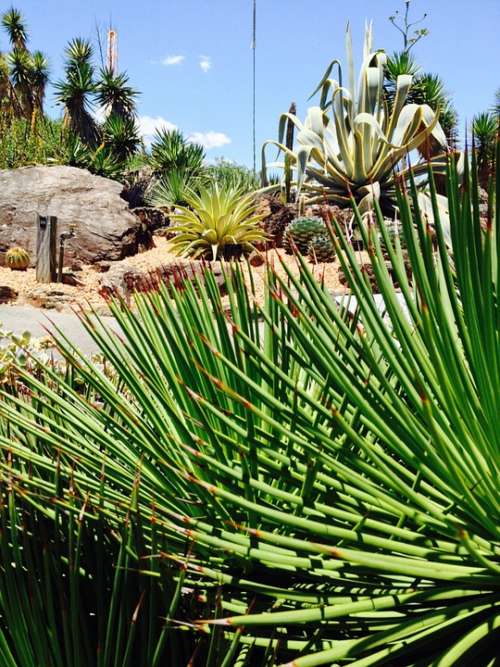 Garden Plant Cactus
