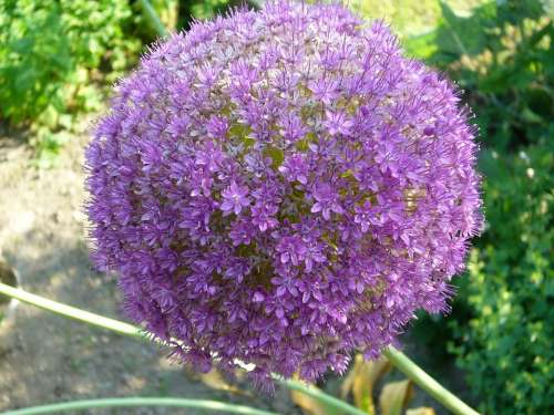 Garden Flower Purple Onion