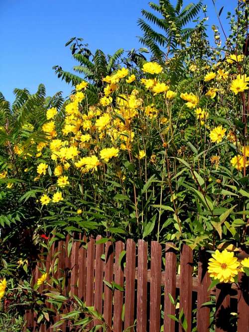 Garden Fence Summer Flora Plant Nature Flowers