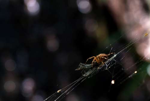 Garden Spider Araneus Diadematus Light Reflections